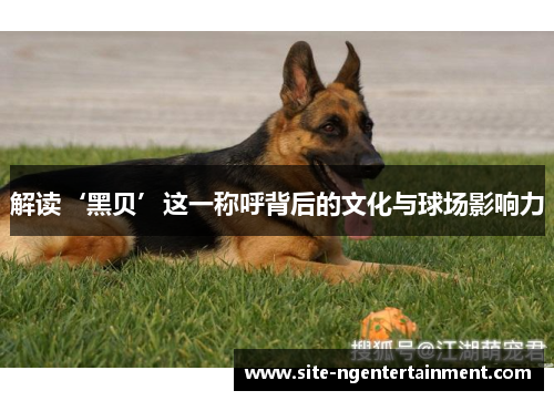 解读‘黑贝’这一称呼背后的文化与球场影响力 解读‘黑贝’这一称呼背后的文化与球场影响力